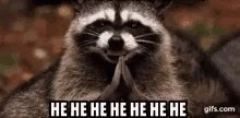 He He Raccoon GIF