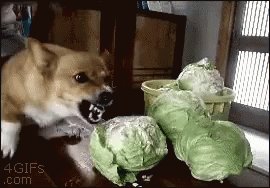 Dog Angry GIF