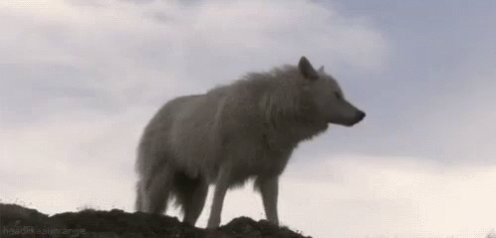 Wolf GIF