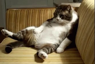 Fat Cat GIF