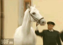 horse GIF