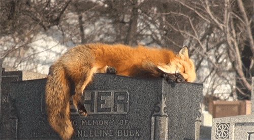My fav animal is a fox weird https://t.co/zIQU2CNh8r