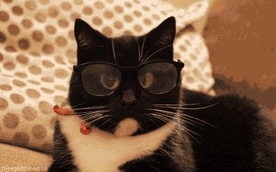 cat GIF by sheepfilms