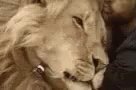 Lion Hug Love GIF