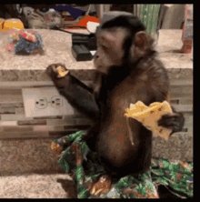 Monkeys Eating GIF