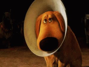 Cone Of Shame GIF