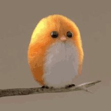 Bird Cute GIF