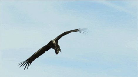 bird GIF by Nature on PBS