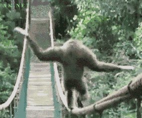 monkey GIF