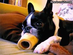 Boston Terrier With Bone GIF