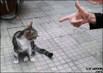 Kitty Gets Shot GIF