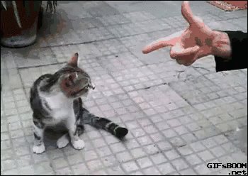 Kitty Gets Shot GIF