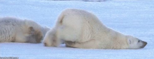 Dragging Polar Bear GIF