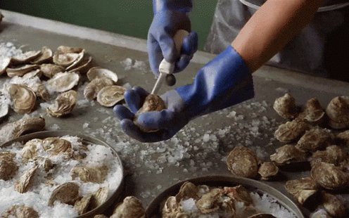 An Oyster's Journey Verizon GIF