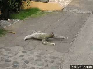 Sloth Slow GIF