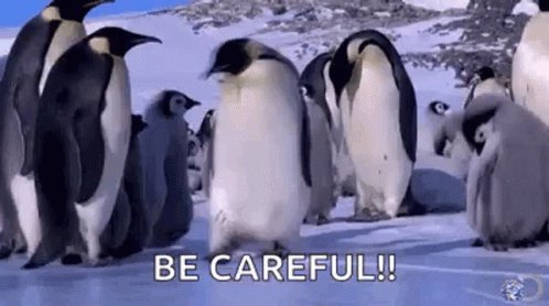 Be Careful Penguin GIF