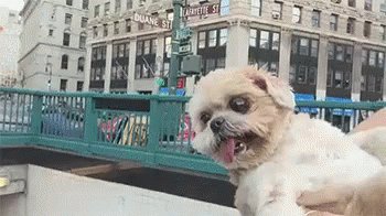 Being A Tourist GIF