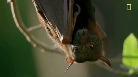 nat geo bat GIF by National...