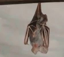 Bat GIF