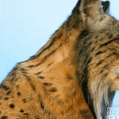 Iberian Lynx Reaction GIF b...