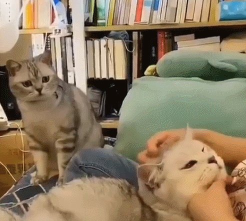 Quand ton pote trouve un nouveau partenaire de jeu plus fort que toi.
(via @Alpha_Taurus_) https://t.co/n0sXJ9mWLQ