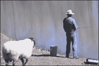 sheep rams GIF