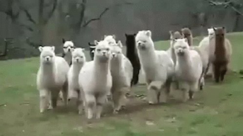 Llamas Alpaca GIF