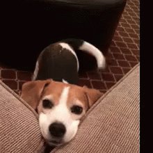 Beagle Dog GIF