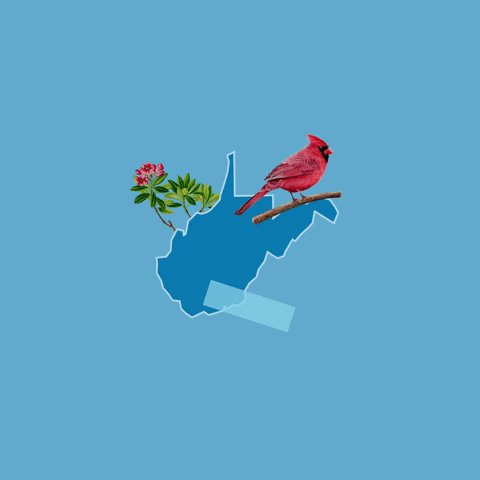 West Virginia Vote GIF by C...