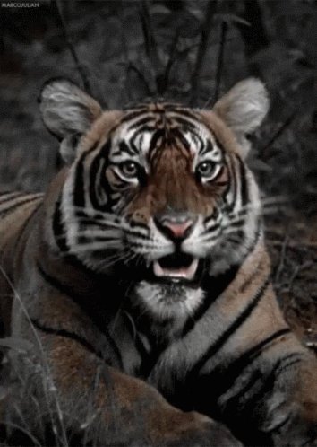 Tiger Roar GIF