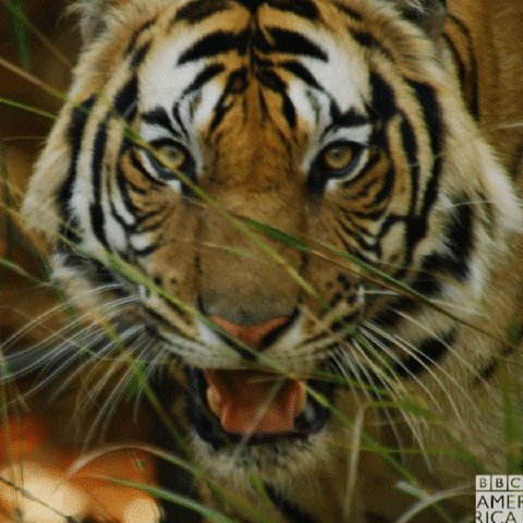 The stripes on the forehead of a tiger can look like the Chinese character that means "king." 🐯🐅
#InternationalTigerDay
https://t.co/9CuodDooBE https://t.co/00X5gju5AR