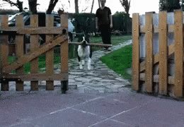 Dog Wont Fight GIF