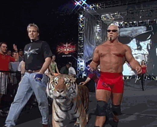 Legend has it this tiger woke up the next morning with a proficiency in mathematics. Happy Birthday, Scott Steiner. 