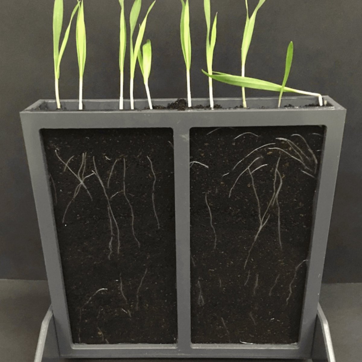 VBCF_PlantS photo