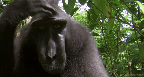 celebes crested macaque mon...