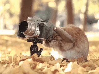 Squirrel Camera Man GIF
