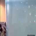 Funny Animal Seal GIF