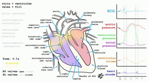 Cardiology GIF