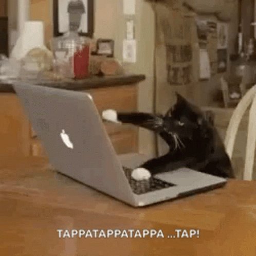 Kitten Cat GIF