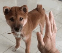 High Five Dog High Five Xiteb GIF