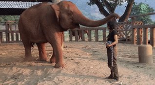 friendship elephant GIF by ...