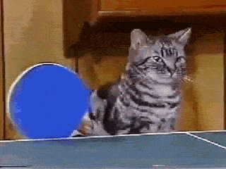 ping pong cat GIF