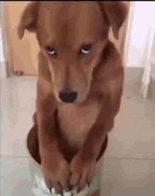 Dog Sorry GIF