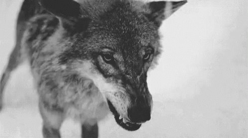 Wolf Snarl GIF