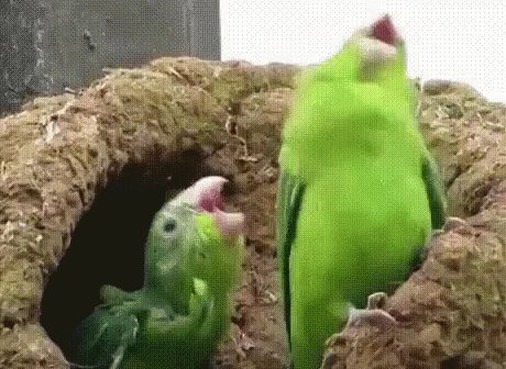 Parrot Dance GIF