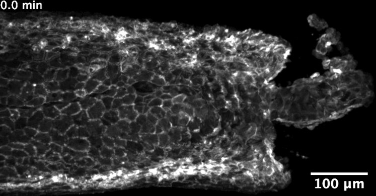 Basal skin cells in the tailfin of a zebrafish embryo reacti