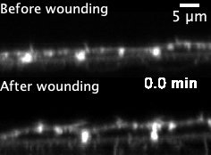 Side view of basal skin cells from zebrafish embryo reacting