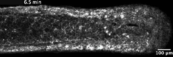 Timelapse movie of basal skin cells reacting to electrical s