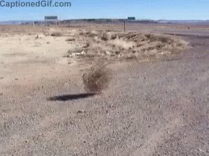 Tumbleweed Desert GIF