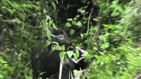 Gorilla Hiding GIF